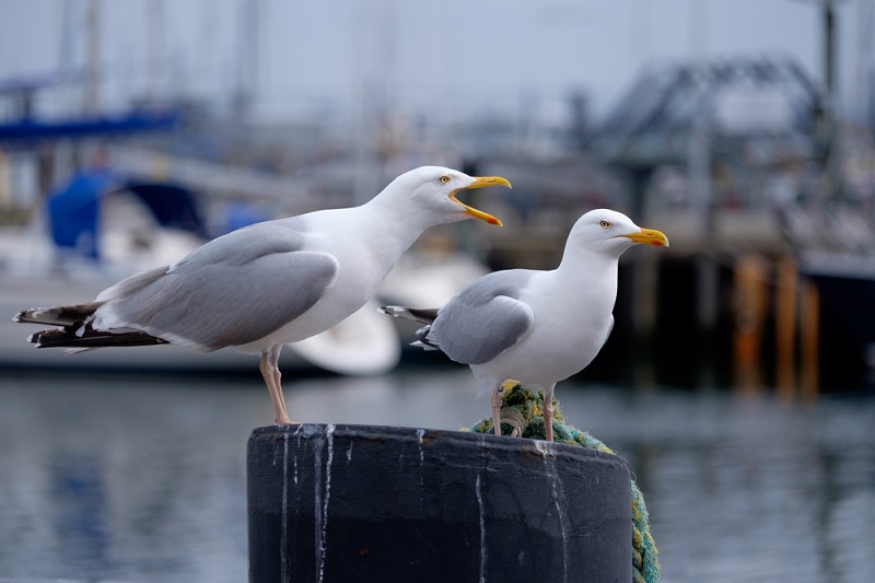 Seagulls