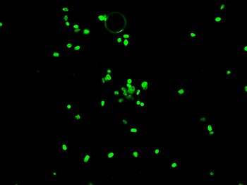 a green traffic light