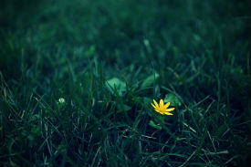 Cancer - The Conversation Web