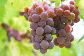 Red Grapes Study - Web