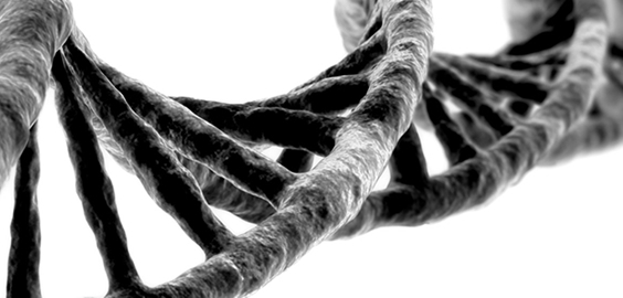 a close up of a horse