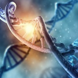 a close up of an animal