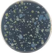 Petri dish