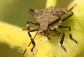 Stink Bug - Web