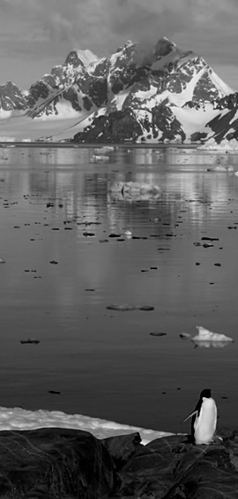 a flock of seagulls flying over a body of water