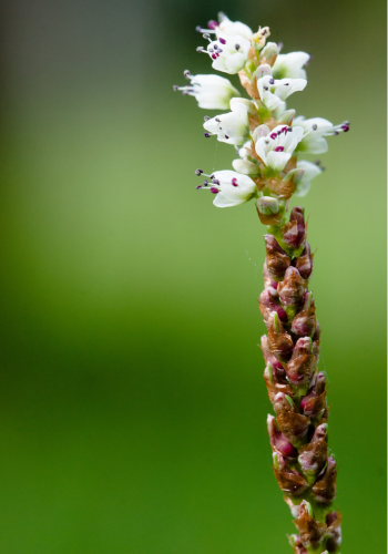 Caption: Alpine bistort (Bistorta vivipara) is a species for which the loss of moist grasslands in Britain is contributing to range loss. Photo by Alistair Auffret.