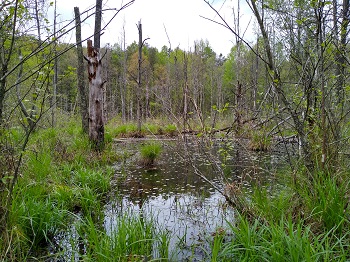 Caption:How this area of the Peak District may have looked 12 million years ago.
