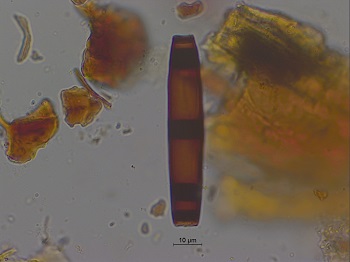 Caption:A new fossil fungi species found during the research.