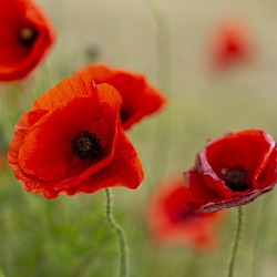 Bereaved, then abandoned. Call for better support for military widows.