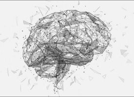 a close up of an animal