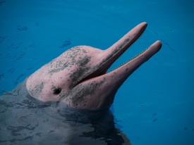 Chinese white dolphin