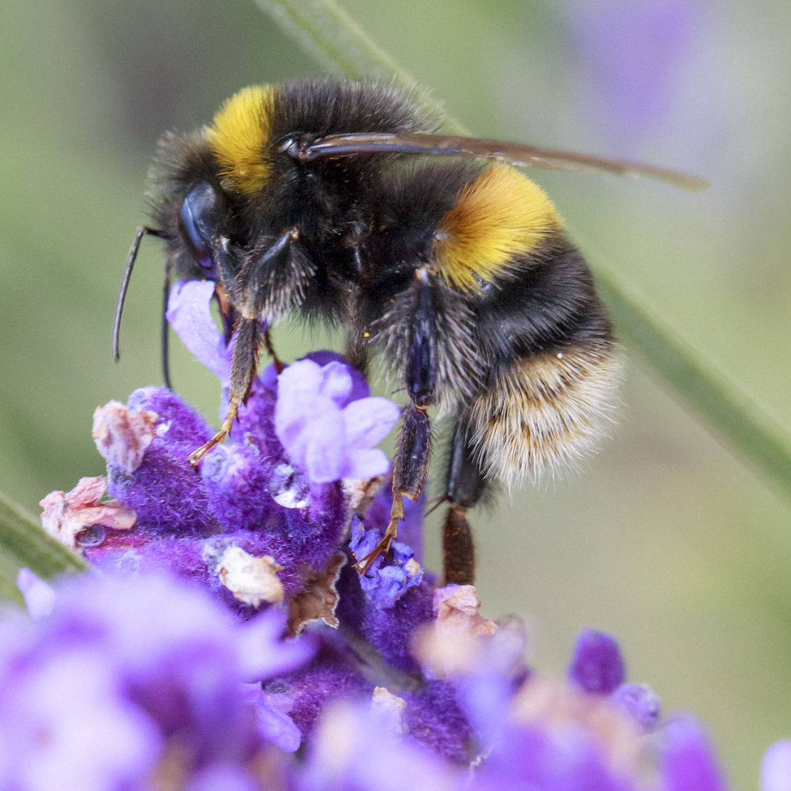Image by Ellen Moran. Getty Images