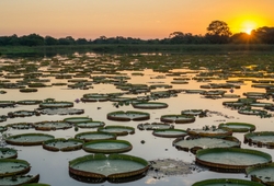 a flock of seagulls in the water