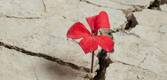 Disaster and Development Network at Northumbria University