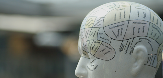 anatomy model of the human brain