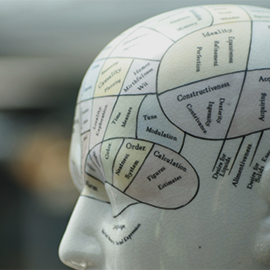 model of human brain