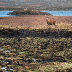 landscape of the peatlands